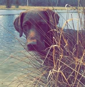 Meet your Posher, Paul